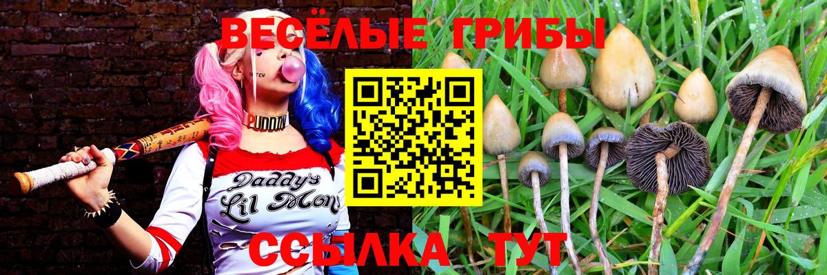 Кировск  Галлюциногенные грибы Psilocybine cubensis  Вход с VPN 